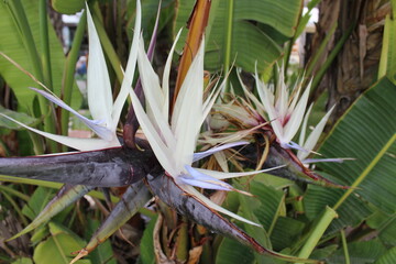 tropical flower, bird of paradise flower