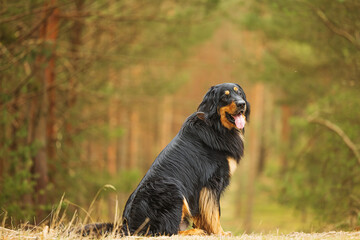 male black and gold Hovie dog hovawart sitting in the pine forest