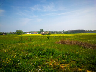 Spring background on field full of wild yellow flowers