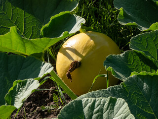 Big orange pumpkin growing in the garden on the ground among green leaves. Gardening and growing vegetables for food
