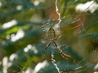 Adult, female wasp spider (Argiope bruennichi) showing striking yellow and black markings on its...