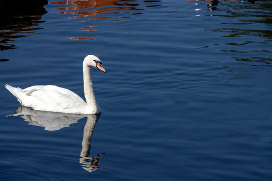 Photo of a beautiful white swan in a river on a bright sunny day
