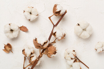 Branch of cotton flowers on concrete background, top view