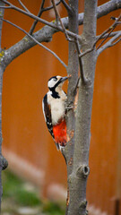 woodpecker with its beak stuck in a trunk lifting the bark - 779775731