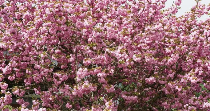 Prunus serrulata 'Kwanzan'  | Japanese Cherry. Ornamental tree with spreading reddish-brown branches bearing numerous clusters of elegant double pink flowers and greenish leaves tinted of bronze