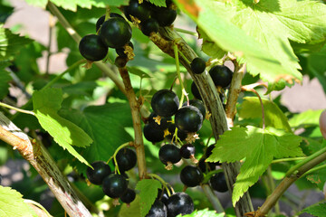 a currant bush with black berries and green leaves 