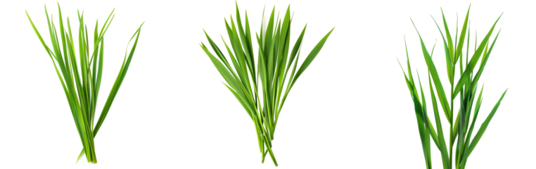 Long blades of green grass