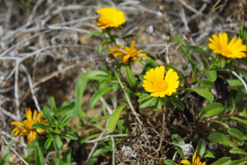 yellow flowers in spring - obrazy, fototapety, plakaty