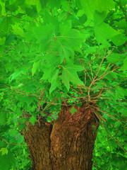 Green leaves tree detail shot - 779778511