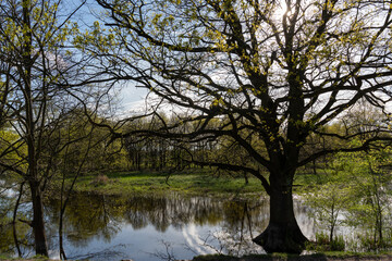 Fototapeta na wymiar The oak tree grows in the water 