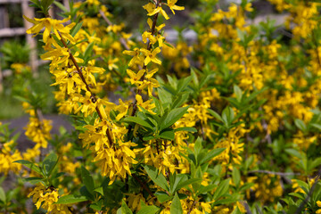 Fototapeta premium 黄色いレンギョウの花