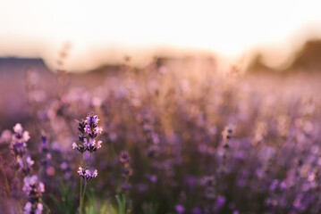 Lavender flowers closeup. Composition of nature. Lavender field in Provence in soft sunlight. Photo with blooming lavender flowers. Lavender landscape, floral background for a banner.