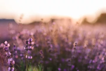 Fototapeten Lavender flowers closeup. Composition of nature. Lavender field in Provence in soft sunlight. Photo with blooming lavender flowers. Lavender landscape, floral background for a banner. © Serhii