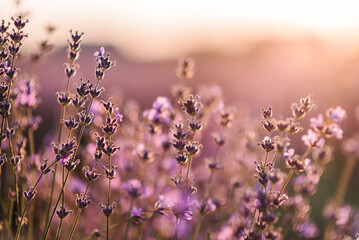 Lavender field in Provence in soft sunlight. Photo with blooming lavender. Lavender flowers with bokeh on sunset closeup. Composition of nature. Lavender landscape, floral background for banner.