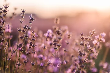 Zelfklevend Fotobehang Lavender field in Provence in soft sunlight. Photo with blooming lavender. Lavender flowers with bokeh on sunset closeup. Composition of nature. Lavender landscape, floral background for banner. © Serhii
