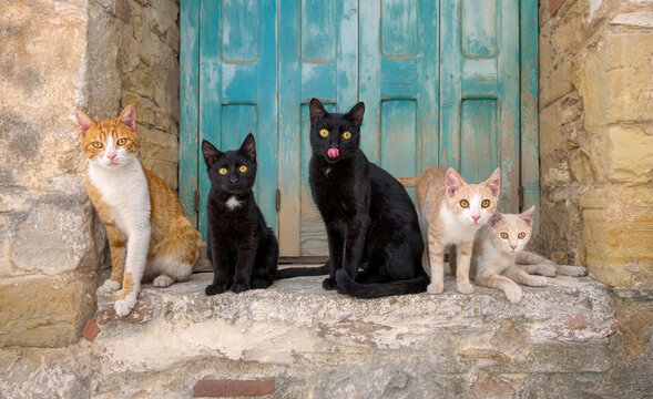 Fototapeta Five friendly cats posing side by side on an old stony window sill, Greece