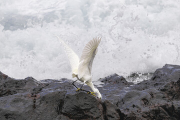little egret, (Egretta garzetta), fishing between volcanic rocks and big waves, Tenerife, Canary islands