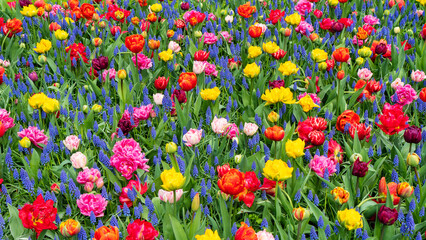 Floral background of colorful tulips. Floral hi-res screensaver. Gorgeous panorama wallpaper with a...