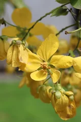 Fotobehang Close up of a yellow flower in bottom centre of frame.  Green grass at the bottom. The Cassia Fistula, also know as yellow shower tree flower basked in sunlight.  © Lianie