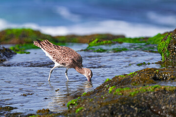  Eurasian curlew, (Numenius arquata),  searching for food underwater, with sunset light and blue ocean background, Tenerife, Canary islands
