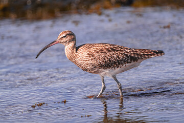  Eurasian curlew, (Numenius arquata),  walking in the water, with sunset light, Tenerife, Canary islands