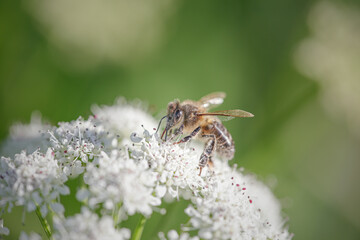 European bee sucking pollen and nectar - 779783955