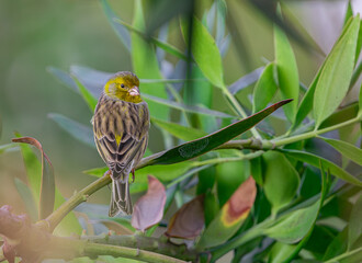 Atlantic canary, (Serinus canaria), perched on a branch, rear view with vegetation background, in Tenerife, Canary islands
