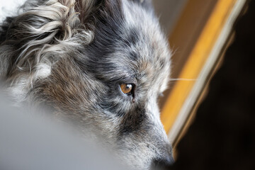 alte Australian Shepherd grey merle Hündin guckt aus nachdenklicht aus dem Fenster, schräge...