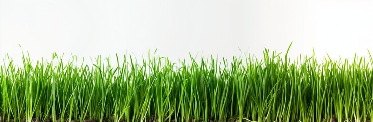 Obraz premium Fresh green grass on a white background with clear space above