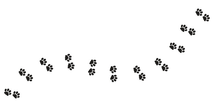 Paws, tiger tracks of a dog or cat, diagonal trail of animal tracks, vector black silhouettes.