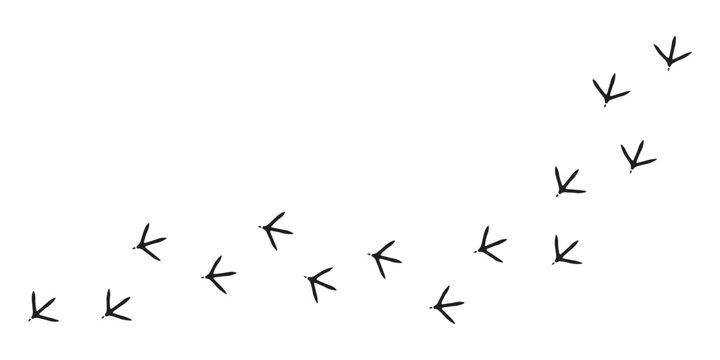 Paws, chicken tracks, diagonal path of chicken tracks, vector black silhouettes.