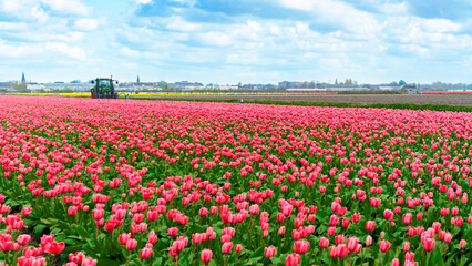 A tractor tilling a field of tulips in the Netherlands. Tractor removes tulips on the field. A field of tulips in close-up. Pink tulips grow in a flower field on a family farm in Lisse.