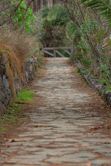 Stone path with dry vegetation, in Rambla de Castro nature park, Los Realejos, Tenerife, Canary islands