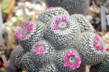 Cactus close up photography. Succulent plant in the botanic garden. 