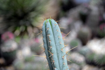 Cactus close up photography. Succulent plant in the botanic garden. 