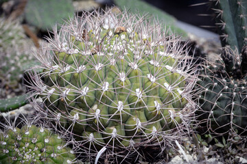 Cactus close up photography. Succulent plant in the botanic garden. 