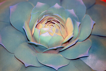 Cactus close up photography. Succulent plant in the botanic garden. 