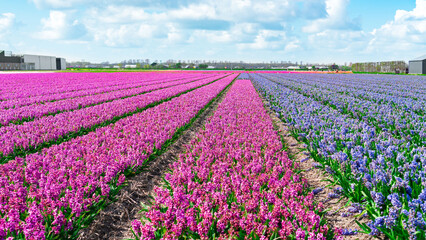 A field of hyacinths near Amsterdam. Rows of purple and blue hyacinths in an agricultural field. A...