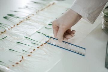 Uses a ruler. Woman is working in the laboratory with grass, agriculture plants