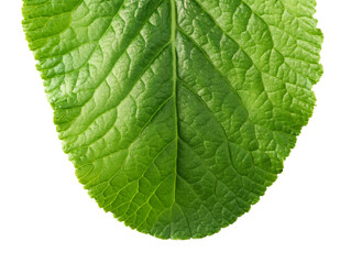 Single green leaf isolated on white background - 779788503