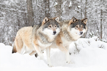 Naklejka premium Majestic Wolves in Snowy Scandinavian Wilderness