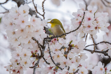 bird on a branch　mejiro birds and sakura　cherry blossom　spring in japan