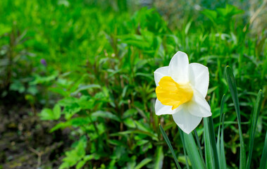 Daffodil growing on the flower bed in the garden. Spring flowers. Copy space - 779792125