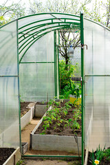 Polycarbonate greenhouse with seedlings of tomatoes, cucumbers and pepper - 779792136