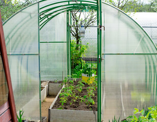 Polycarbonate greenhouse with seedlings of tomatoes, cucumbers and pepper