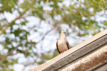 pigeon on a tree