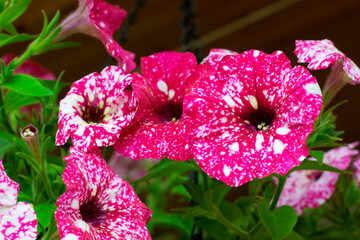 Pink galaxy petunia flowers with spots in a hanging planter outside the country house - 779792305