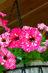 Pink galaxy petunia flowers with spots in a hanging planter outside the country house - 779792316