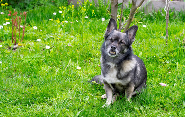 Mixed breed dog with an underbite in the garden. Canine malocclusion - 779792342
