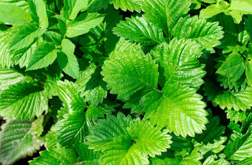Green leaves of strawberry plant. Natural agricultural background - 779792365
